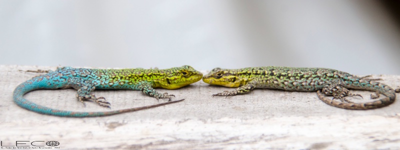 Lizards