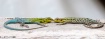 Lizards
