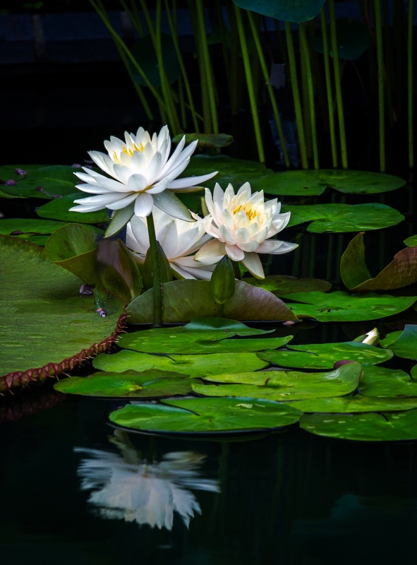 Water Lily Garden - ID: 14783320 © Bob Miller