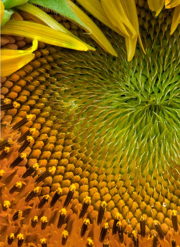 Closeup on a Sunflower - ID: 14783364 © Bob Miller
