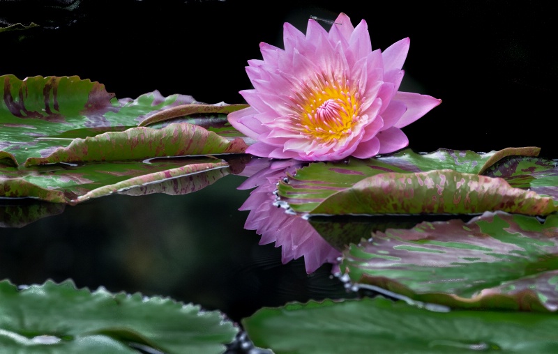 Water Lily - ID: 14783365 © Bob Miller