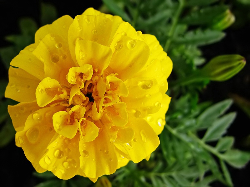 Yellow Marigold