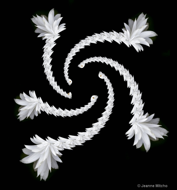 Flower Tails - ID: 14783706 © Jeanne C. Mitcho