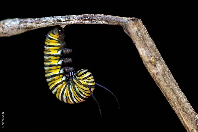 Monarch Caterpillar - ID: 14783856 © Jeff Gwynne