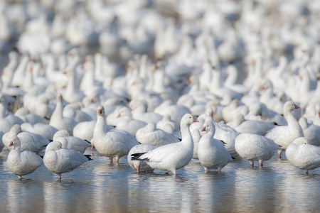 Ross's Geese