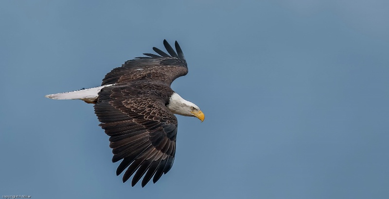 Eagle at Conowingo - ID: 14783995 © Bob Miller