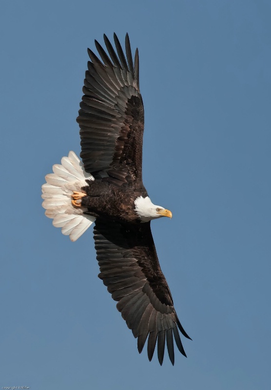 Eagle at Conowingo - ID: 14783996 © Bob Miller