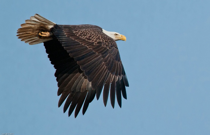 Eagle at Conowingo - ID: 14783997 © Bob Miller
