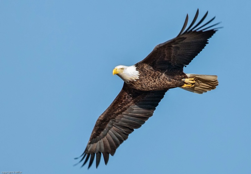 Eagle Conowingo - ID: 14783998 © Bob Miller