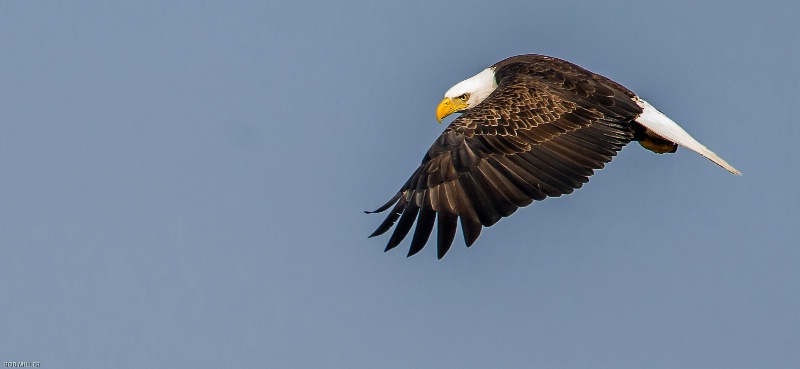 Eagle- Conowingo - ID: 14783999 © Bob Miller