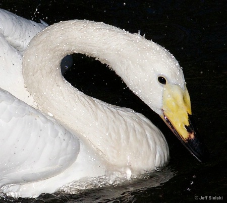 Swan Song -Looking At You!!