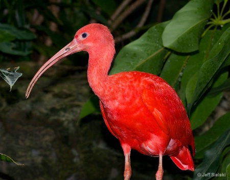Pretty In Pink!!  Scarlet Ibis 