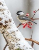 Black-Capped Chic...