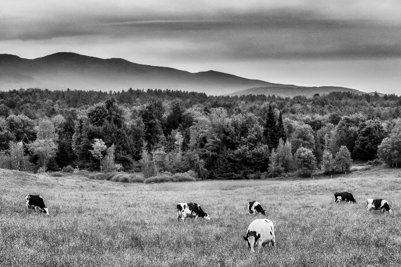 Vermont Black and Whites