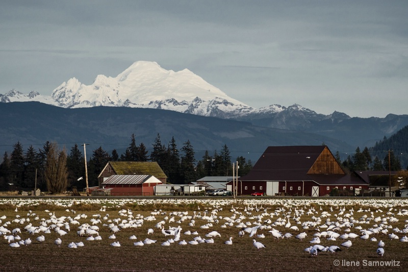 Skagit Field of Snow Geese