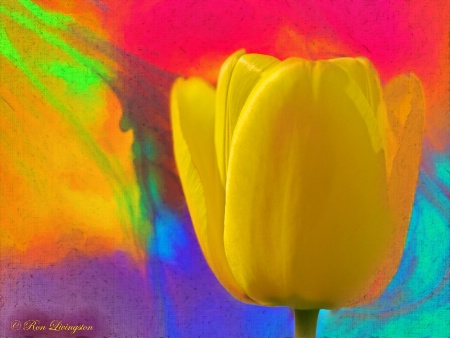 Tulip Rainbow