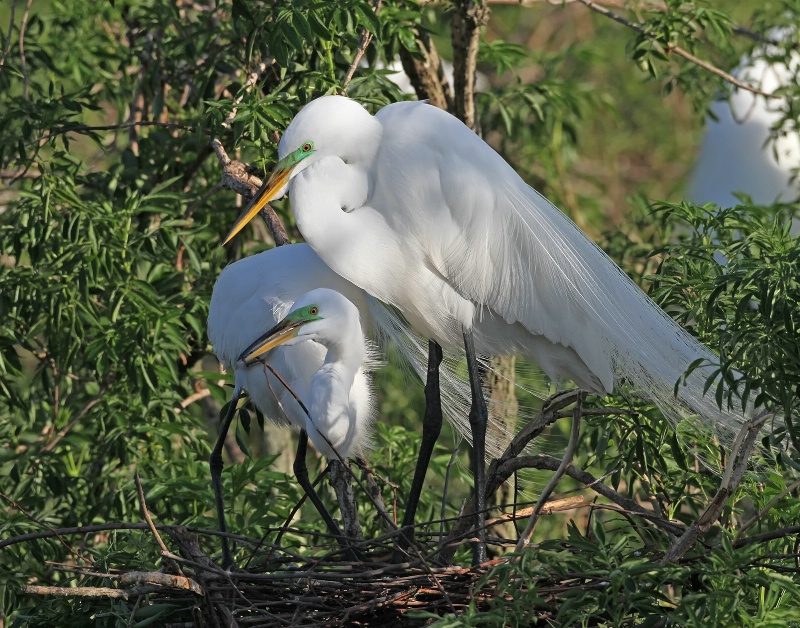 Nesting Great White Egrets