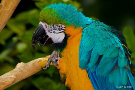 I'm Hungry!!!  Blue & Gold Macaw 