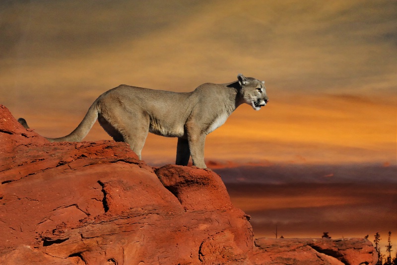 Sundown Cougar