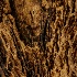 © Philip B. Ludwig PhotoID # 14784698: Decaying Wood