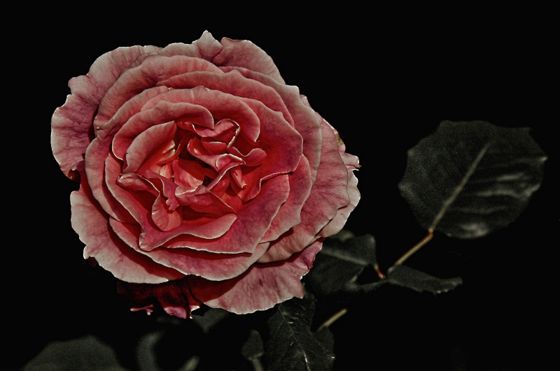 Rose in HDR