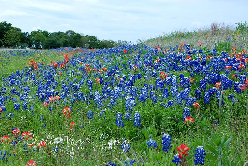 Field of Colors