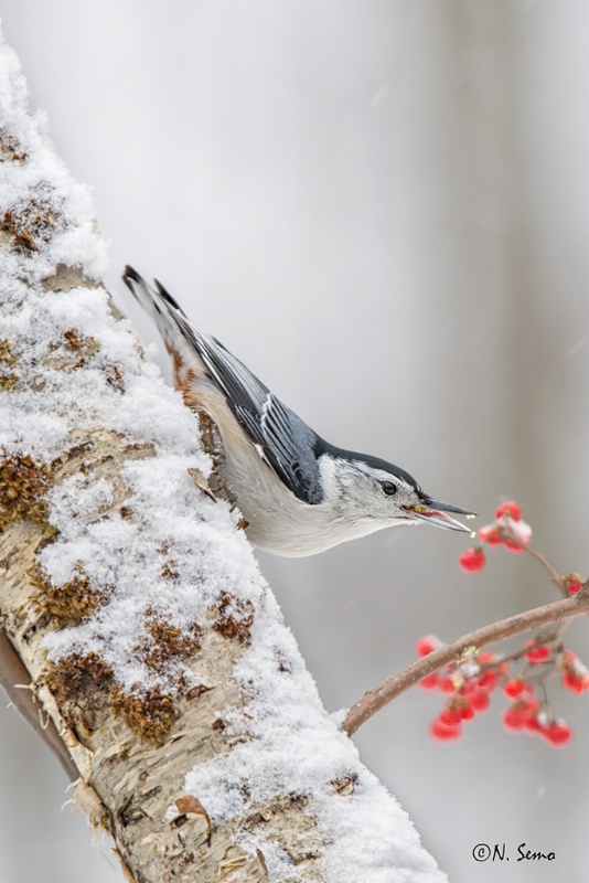 White-Breasted Nuthatch