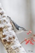 White-Breasted Nu...