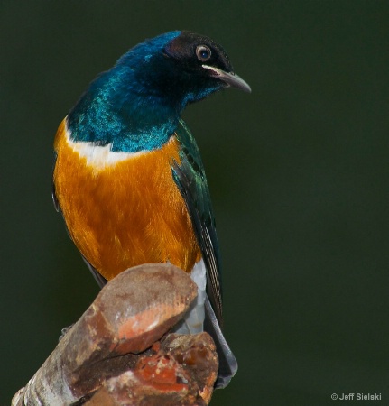 Don't I Look Good!!  Superb Starling