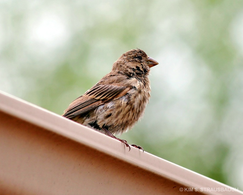 Rooftop Sparrow