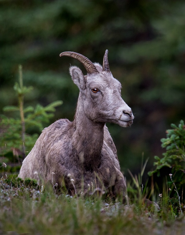 Bighorn Sheep Ewe