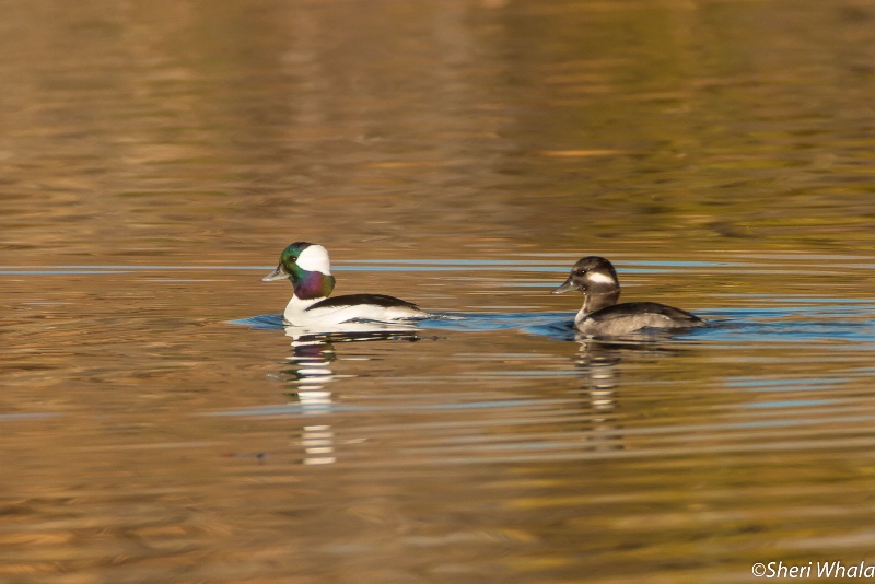 Pair of Bufflehead Ducks
