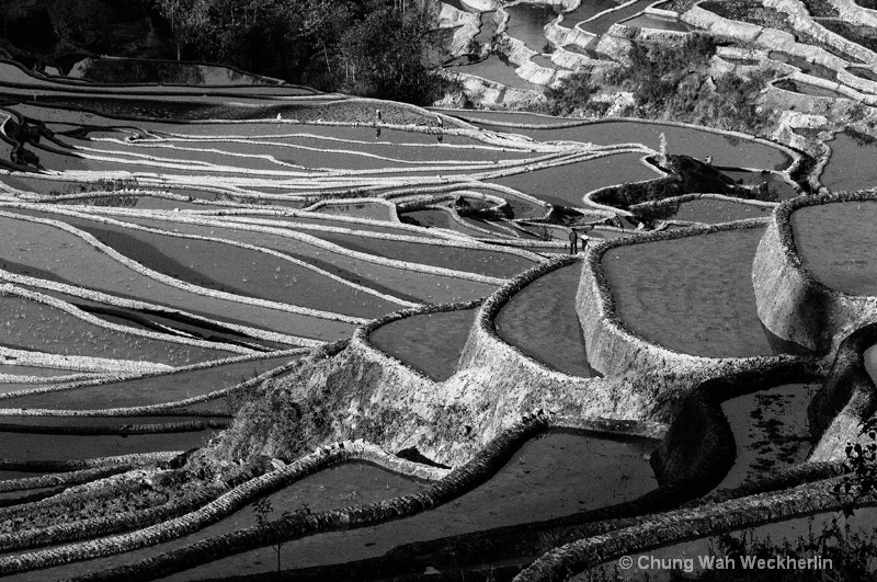 Yuen Yang Rice Terraces