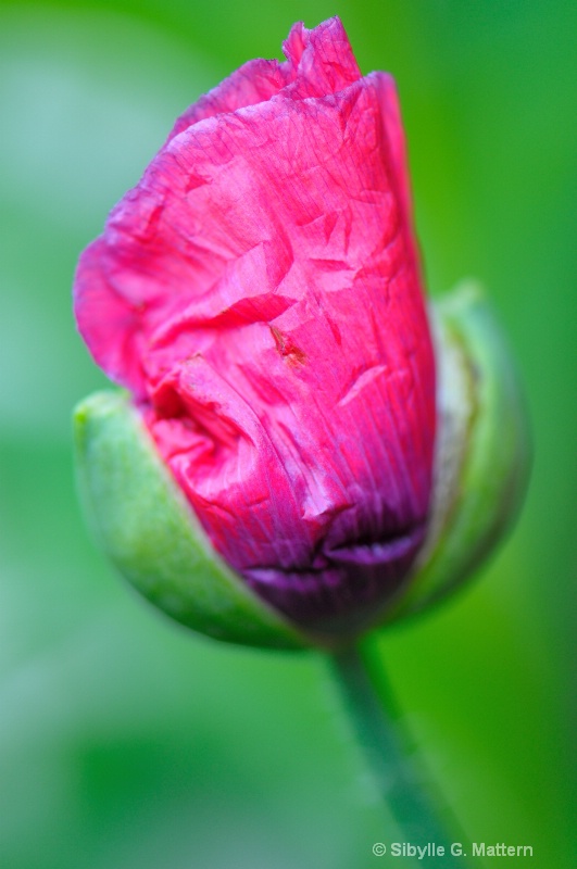 unfolding poppy bud - ID: 14786329 © Sibylle G. Mattern