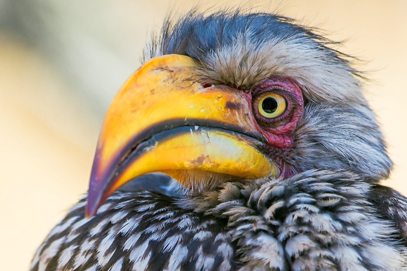 Close-up of Hornbill