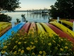 Kayak Flowers