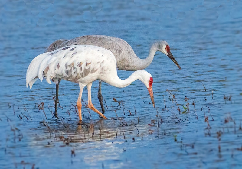 Leucistic and Normal Sandhill Cranes