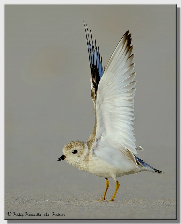 Piping Plover Stretching