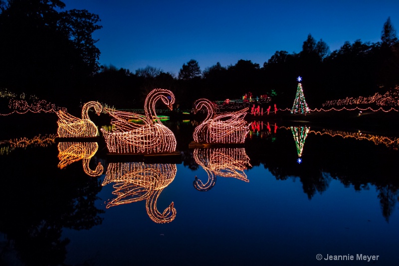 Three Swans Swimming