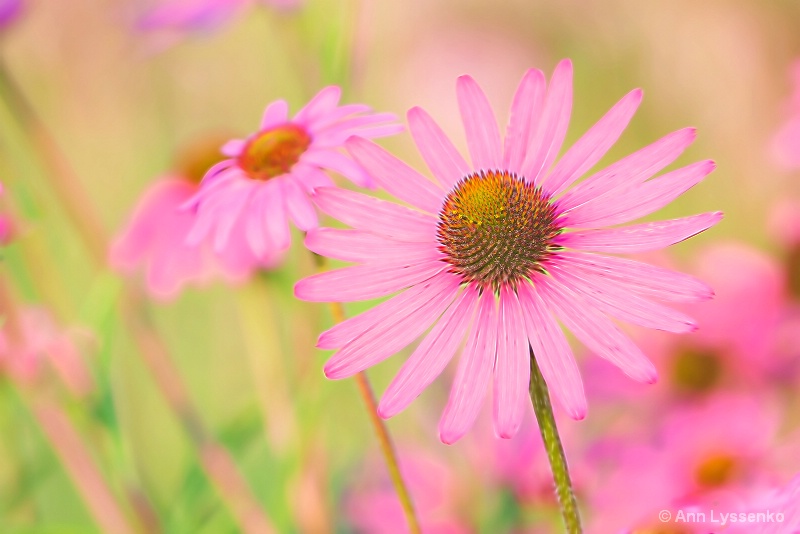 Yearning for Coneflowers