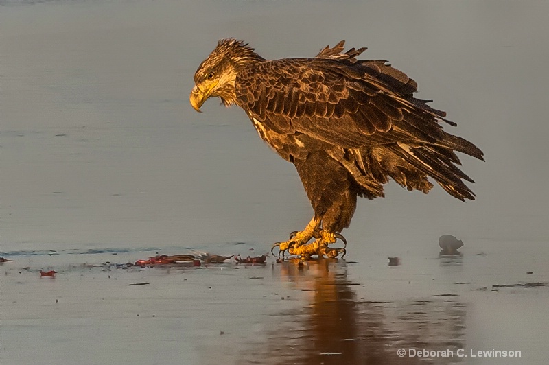 Juvenile Eagle on Ice