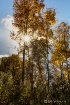 Autumn Afternoon