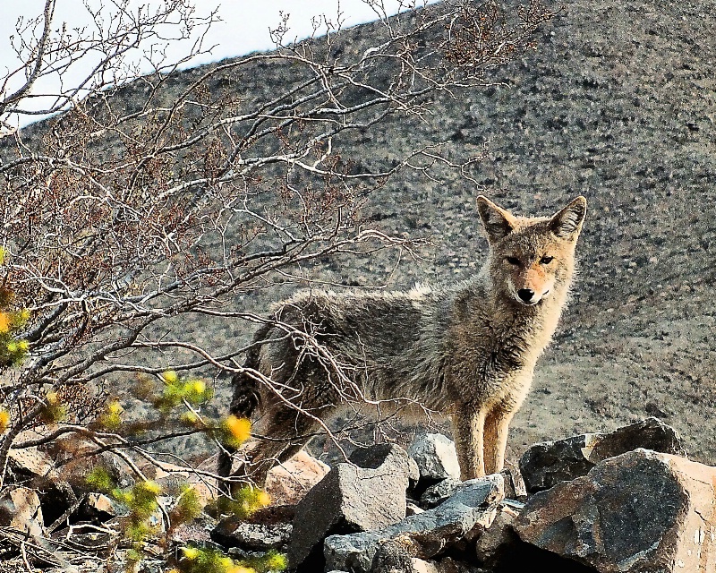 Death Valley Coyote