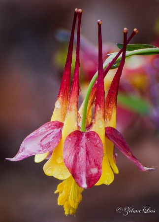 Multi-colored Columbine