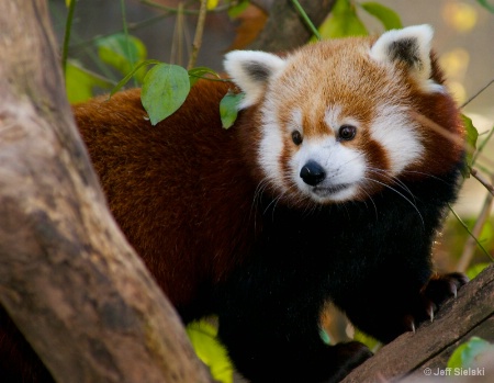Checking Things Out!!  Red Panda