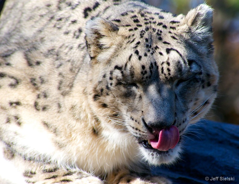 MMMMMM Food!!!  Snow Leopard