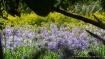 Floreciendo
