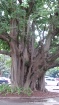 Arbol Anciano