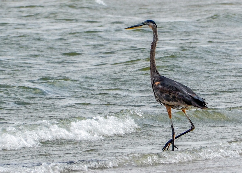 Wading And Watching