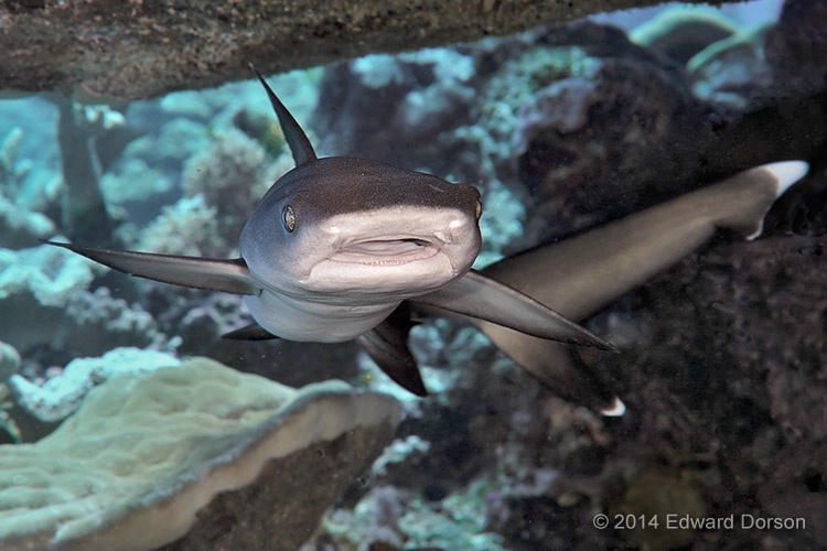 Juvenile Whitetip Shark in Overhang - ID: 14789075 © Edward Dorson